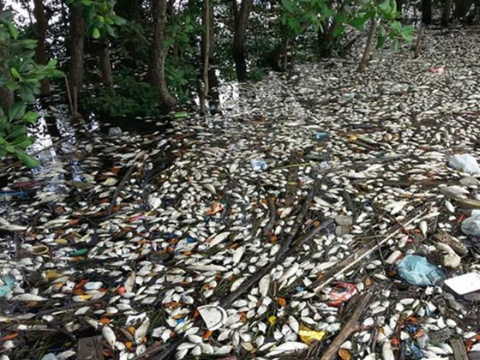 Sete toneladas de peixes mortos no Rio Casqueiro, em Cubato (SP) — Foto: Robynson Seoraes/g1