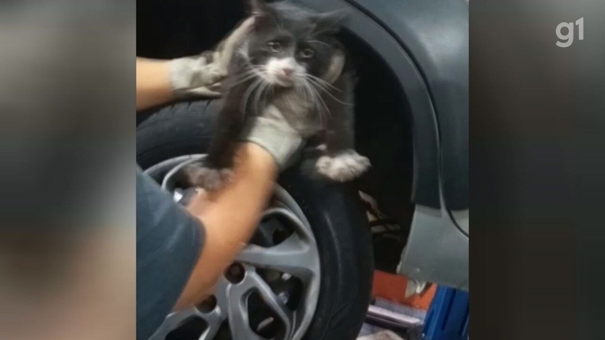 Gatinho aventureiro' viaja quase 300 km até o DF escondido em motor de  carro, Distrito Federal