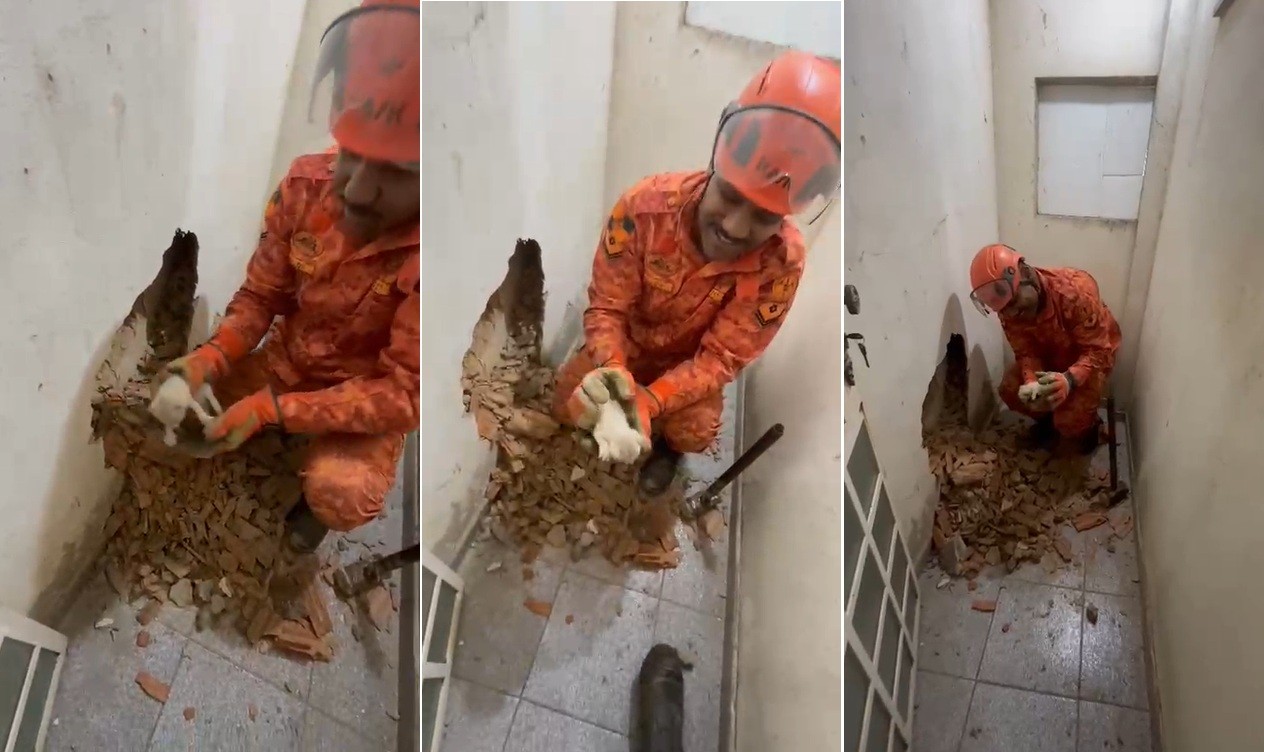 Bombeiros resgatam filhotes de gato presos em parede de imóvel em Itaperuna