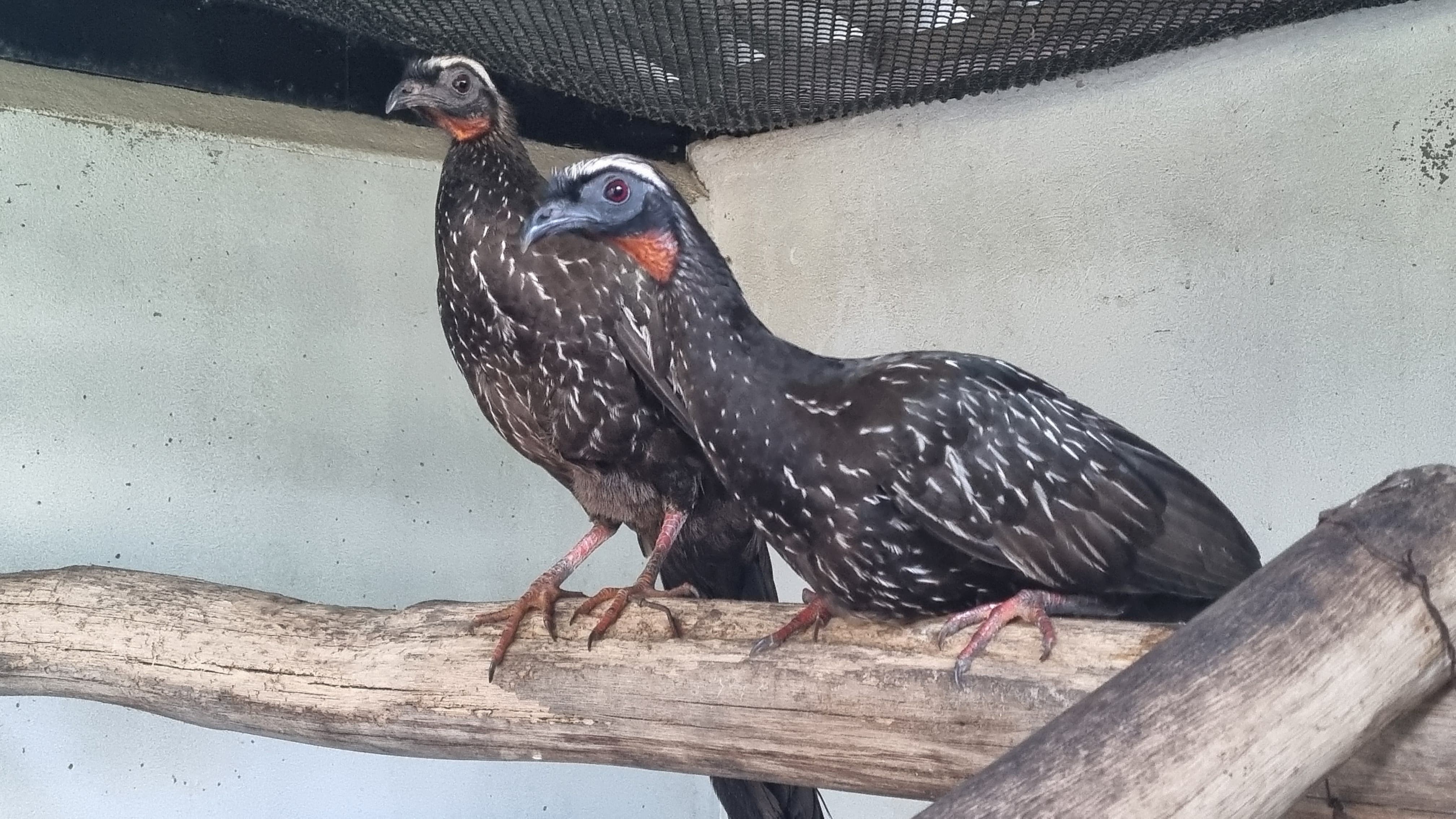 Aves com risco de extinção viajam 2,5 mil km de avião até SC após serem resgatadas na Bahia