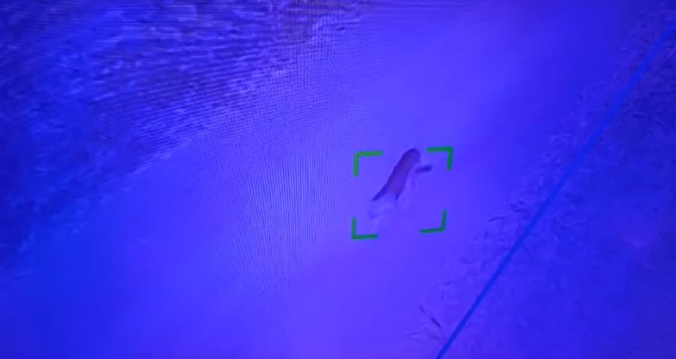 Onça no Jardim Botânico, em Brasília — Foto: Reprodução/TV Globo