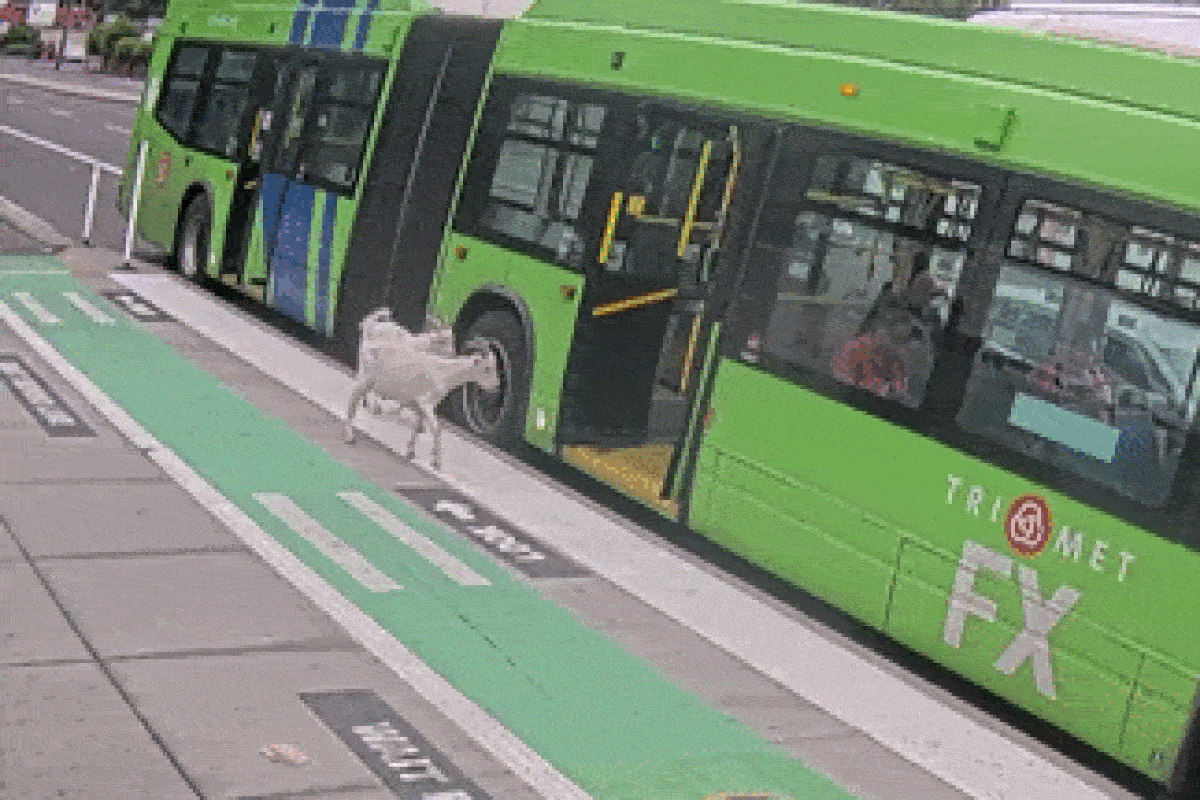 VÍDEO: Cabras embarcam em ônibus nos EUA e acabam expulsas por passageiros