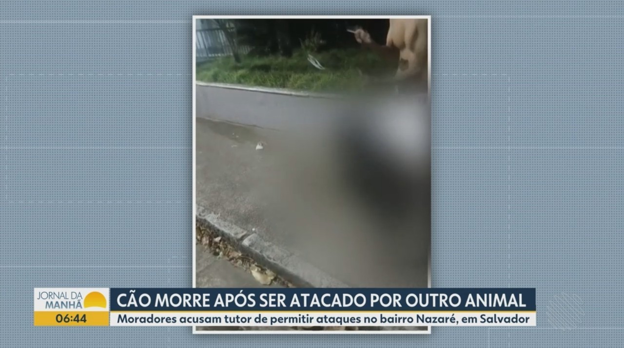 Cães são mortos em ataques de rottweiler em bairro de Salvador, denunciam moradores