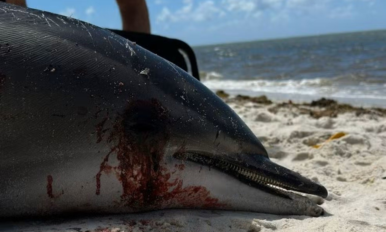 Golfinho é achado morto com perfurações no corpo após encalhar em praia do Litoral Norte; VÍDEO
