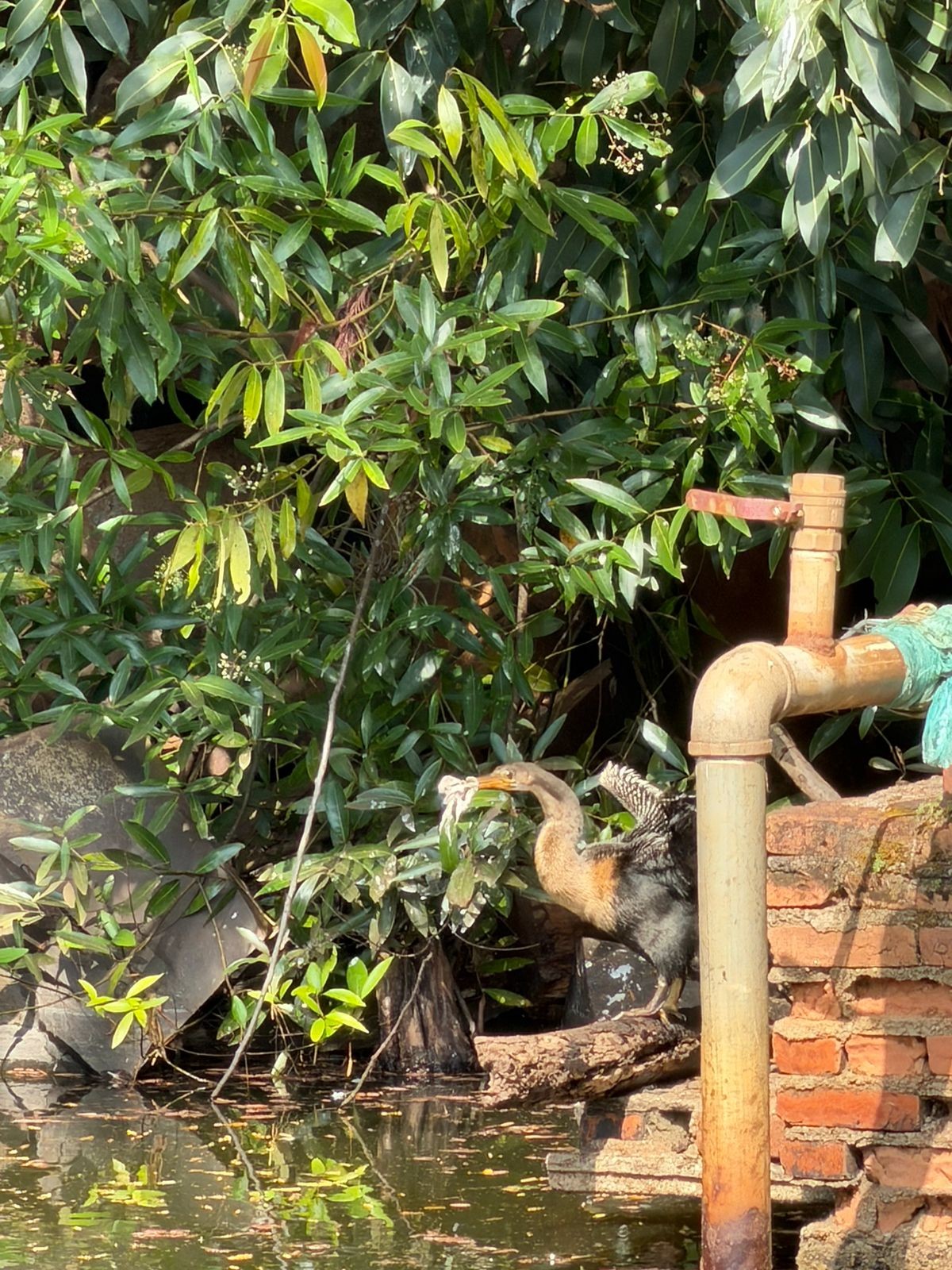 Tentativa de resgate de ave com pano preso ao bico fecha parque em Ribeirão Preto, SP