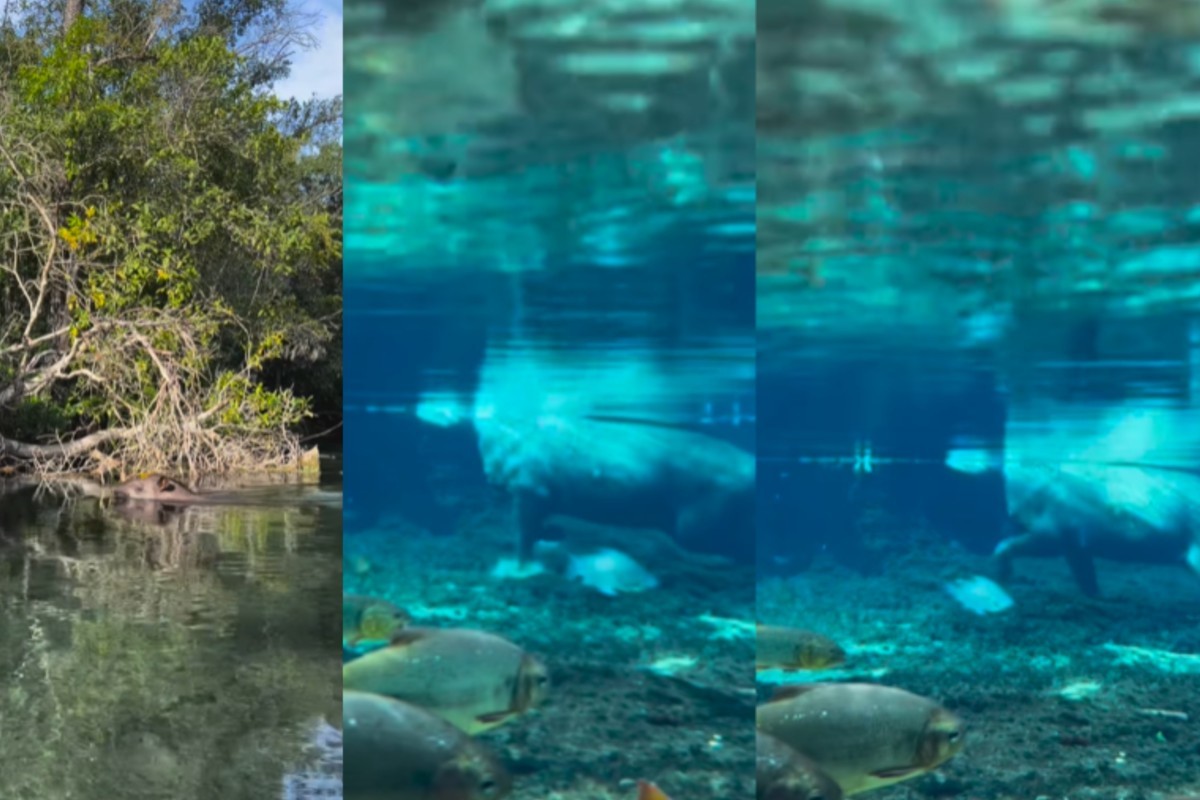 Fotógrafo registra 'desfile' subaquático de anta em rio cristalino de Jardim; veja vídeo