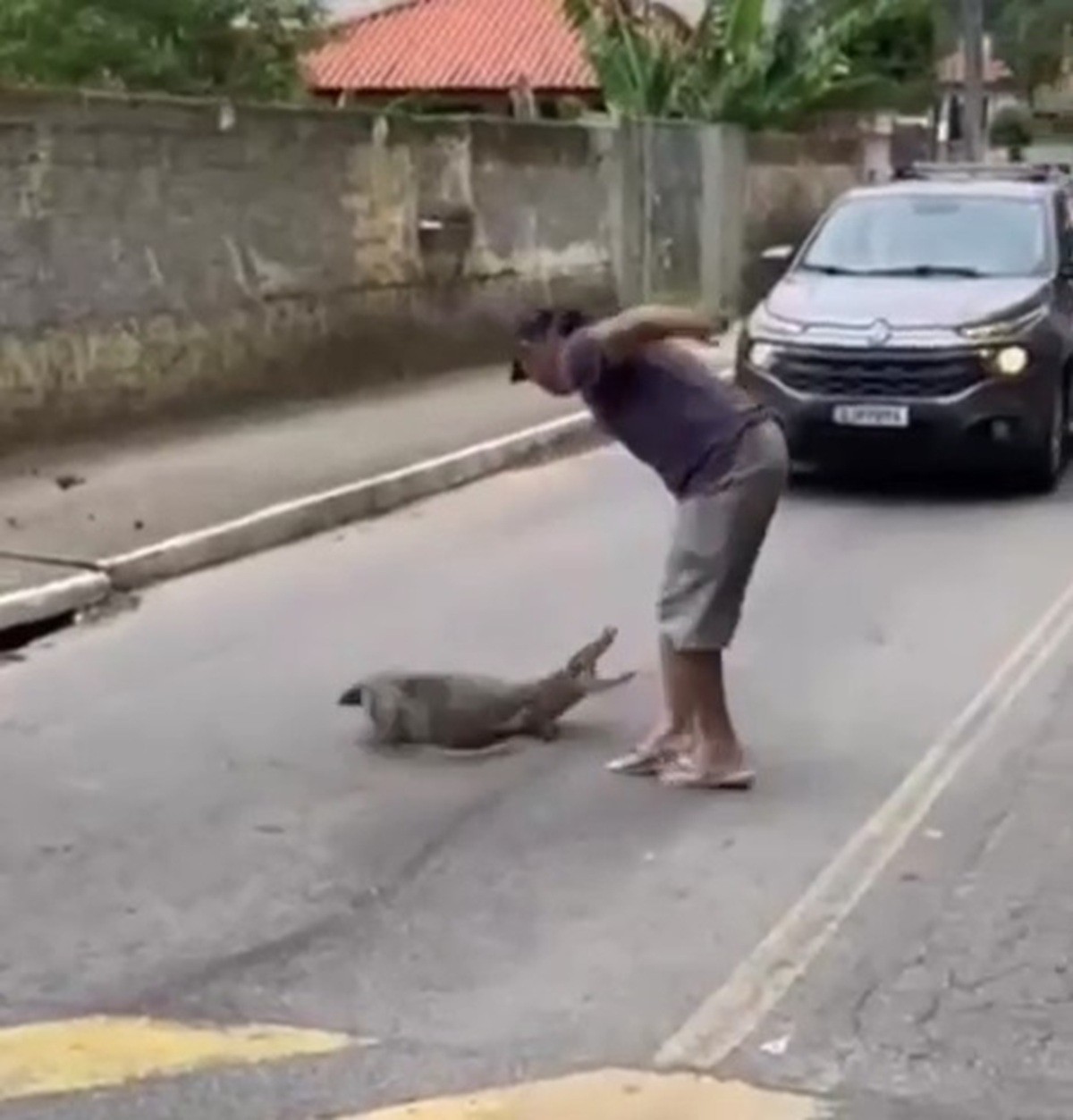 VÍDEO: morador puxa jacaré pela cauda para tirá-lo da rua em Florianópolis