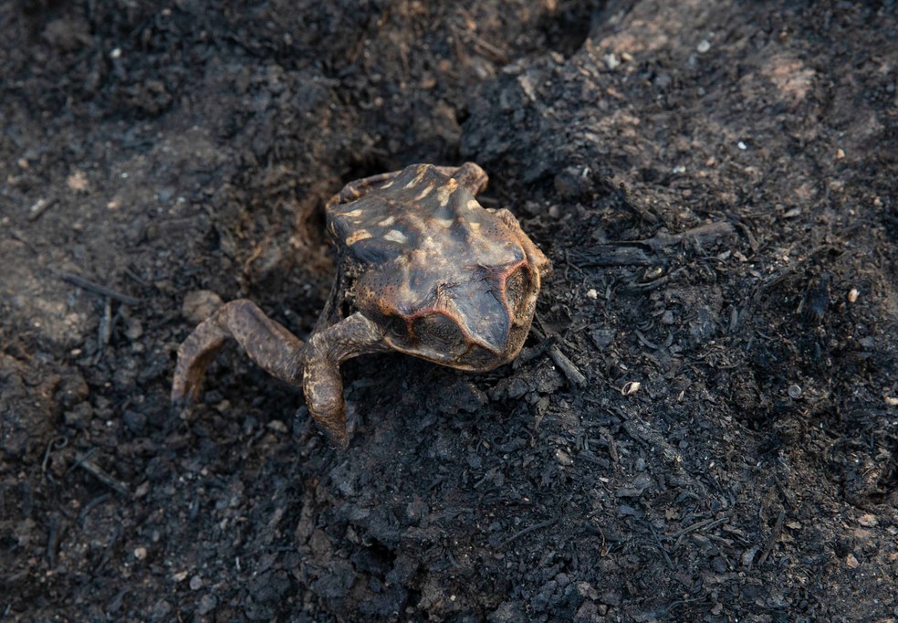 Sapo morreu incinerado pelos incêndios no Pantanal — Foto: Araquém Alcântara