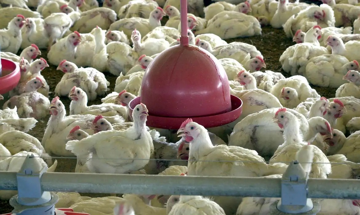 China suspende compra de carne de frango do Brasil por 60 dias após 1º caso de gripe aviária em granja comercial