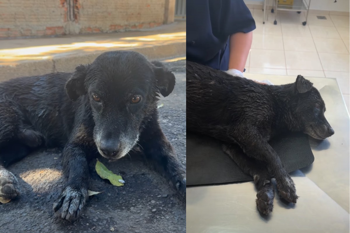Cão com sinais de envenenamento é socorrido pela Polícia Ambiental em Presidente Prudente; vídeo
