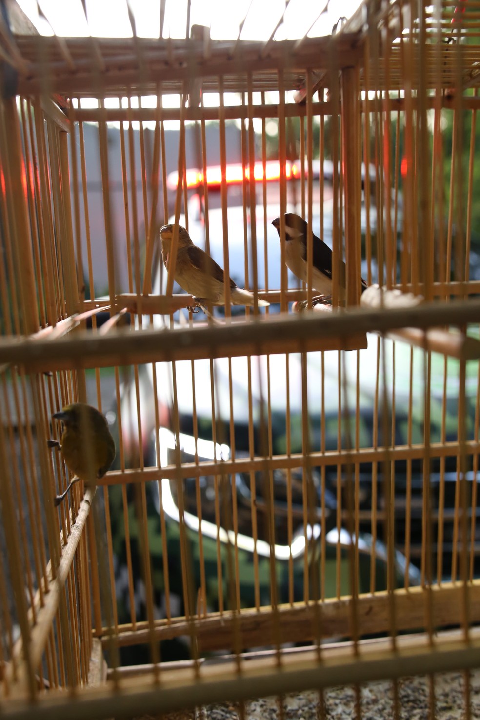 Após denuncia anônima, polícia ambiental apreende mais de 50 aves em cativeiro na zona rural de Teresina — Foto: Reprodução
