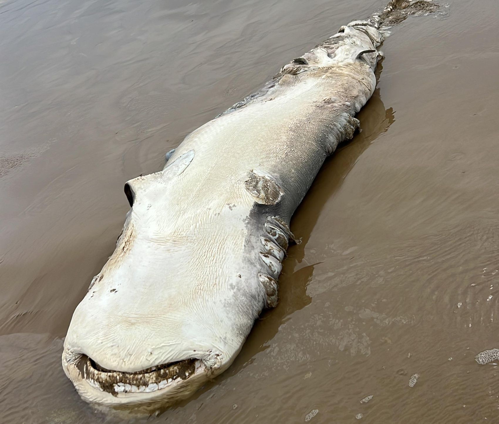 Tubarão é encontrado morto em praia de Aracaju