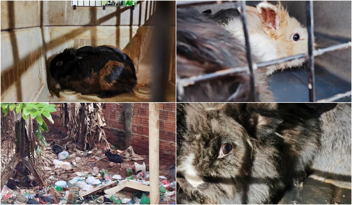 Defesa Civil interdita imóvel após incêndio e resgata coelhos em situação de maus-tratos em Jaú