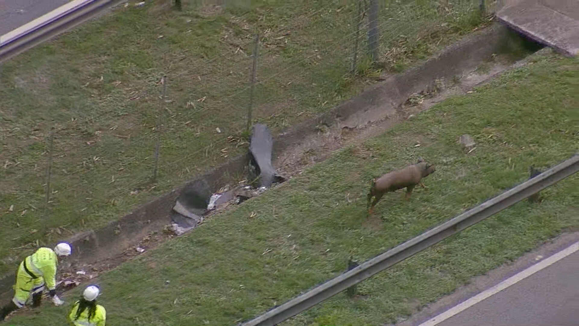 Porco fujão interrompe o trânsito na Rodovia Niterói-Manilha