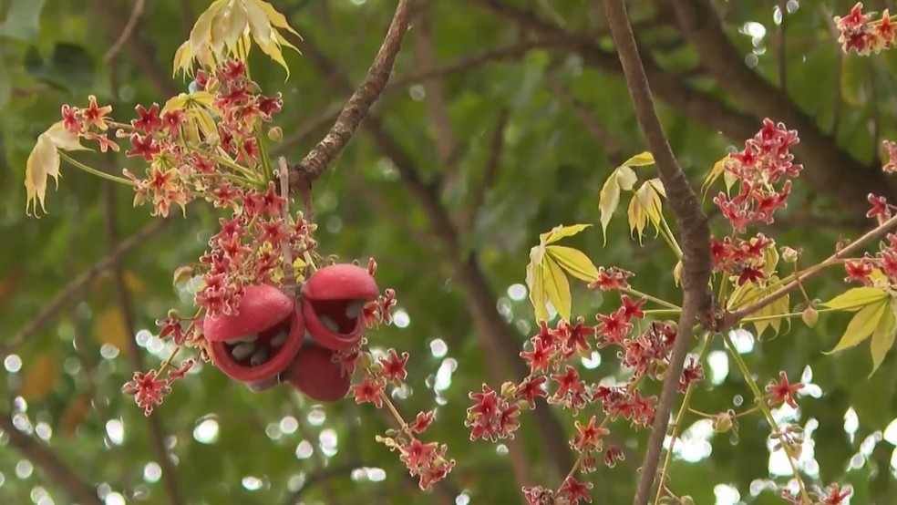 Chichá-fedorento: árvore fedorenta com cheiro descrito como esgoto, ovo podre e fezes espanta moradores de cidade no Espírito Santo — Foto: Reprodução/TV Gazeta