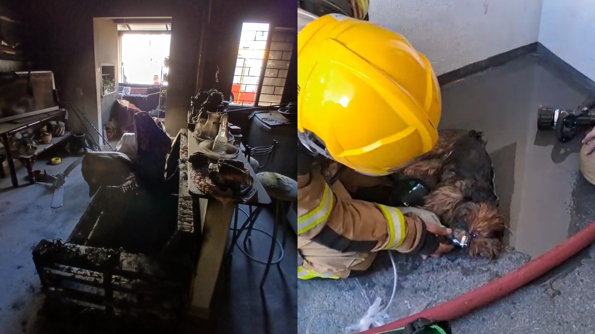 cachorra recebe oxigênio de bombeiros após ser resgatada de incêndio em SC