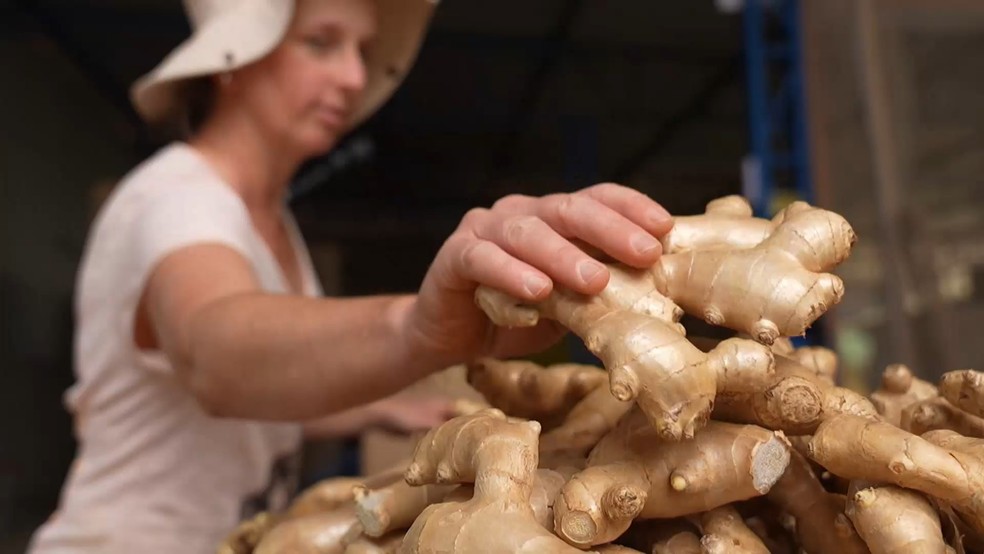 Espírito Santo é o maior produtor e exportador de gengibre do Brasil. — Foto: TV Gazeta