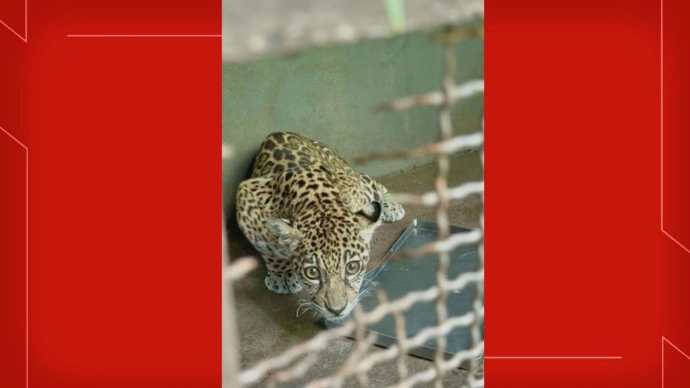Filhote de onça-pintada é resgatado em Roraima e recebe cuidados do Cetas, no DF. — Foto: TV Globo/Reprodução