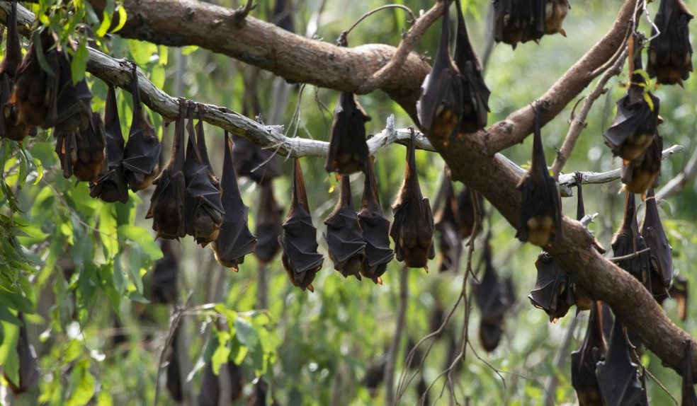 Raposas-voadoras conseguem se manter ativas à luz do dia — Foto: ethanbeaver / iNaturalist
