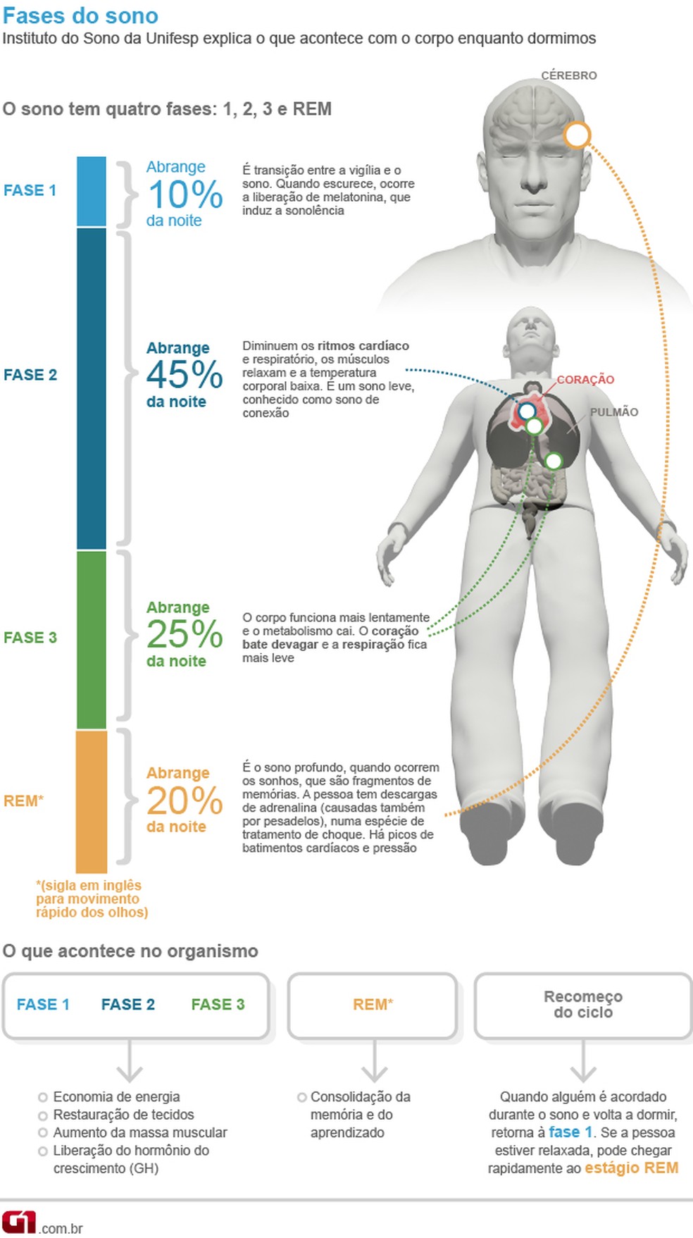 Fases do sono — Foto: Arte/G1