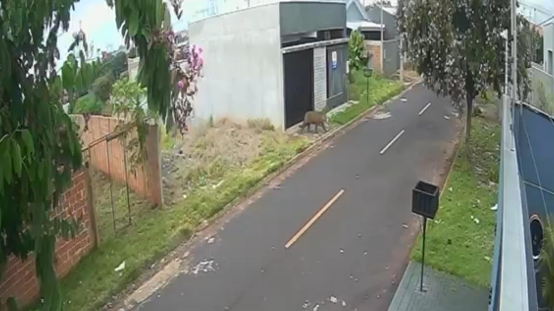 Onça é registrada andando pela área urbana de Foz do Iguaçu