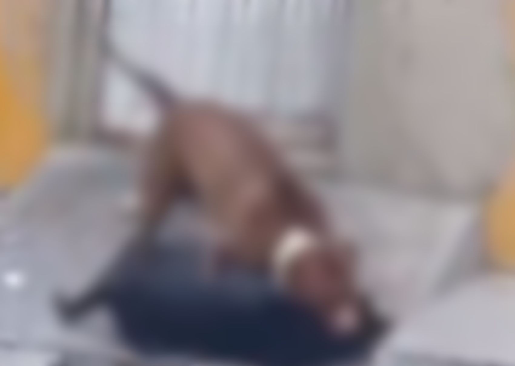 Após ataque de cão na Zona Sul de Aracaju, tutor será indiciado por crimes de maus-tratos e exposição da vida 