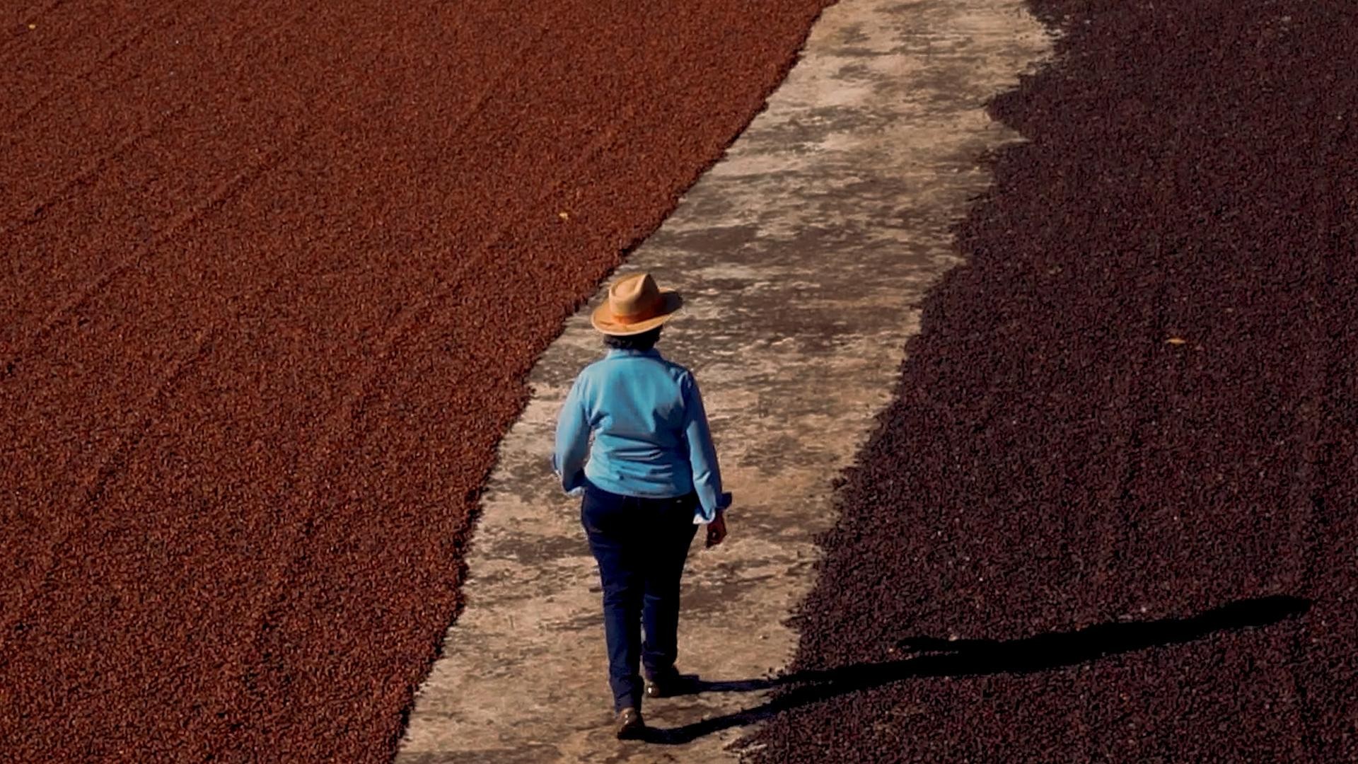 Café de veleiro: compradores rejeitam navio por sustentabilidade