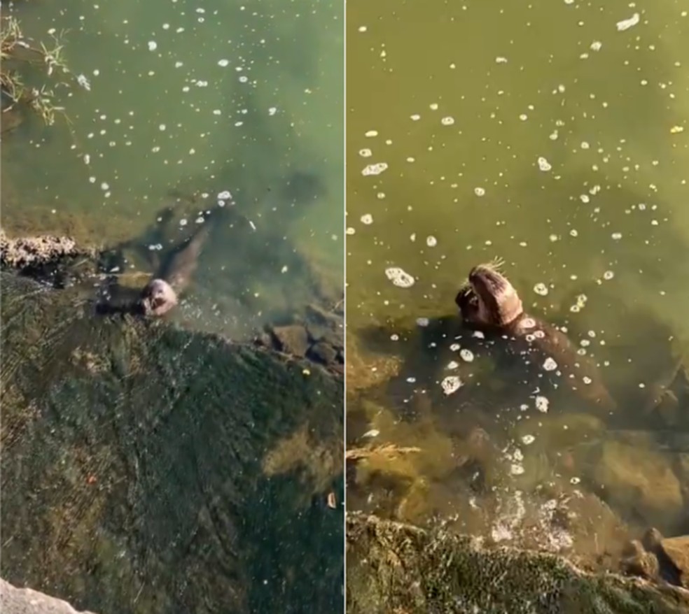 Lontra foi flagrada se refrescando na Lagoa da Pampulha, em Belo Horizonte. — Foto: Reprodução/Redes Sociais