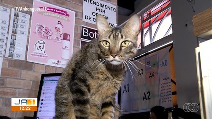 Gatinho faz sucesso como 