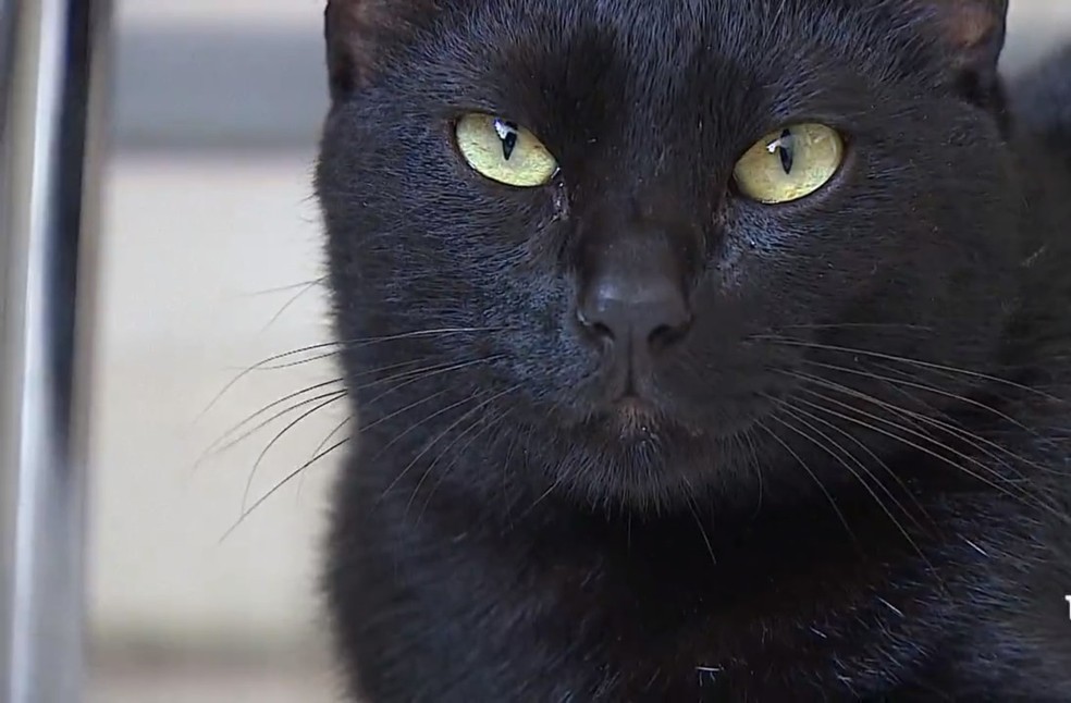Amigo Pet: entenda a origem do preconceito contra gatos pretos e a  importância da adoção desses felinos, Vale do Paraíba e Região