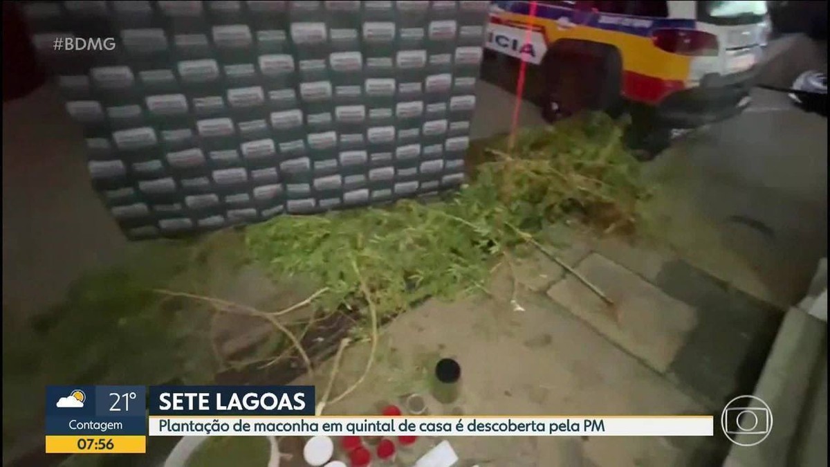 Pm Descobre Plantação De Maconha E Prende Dois Homens Por Tráfico Em