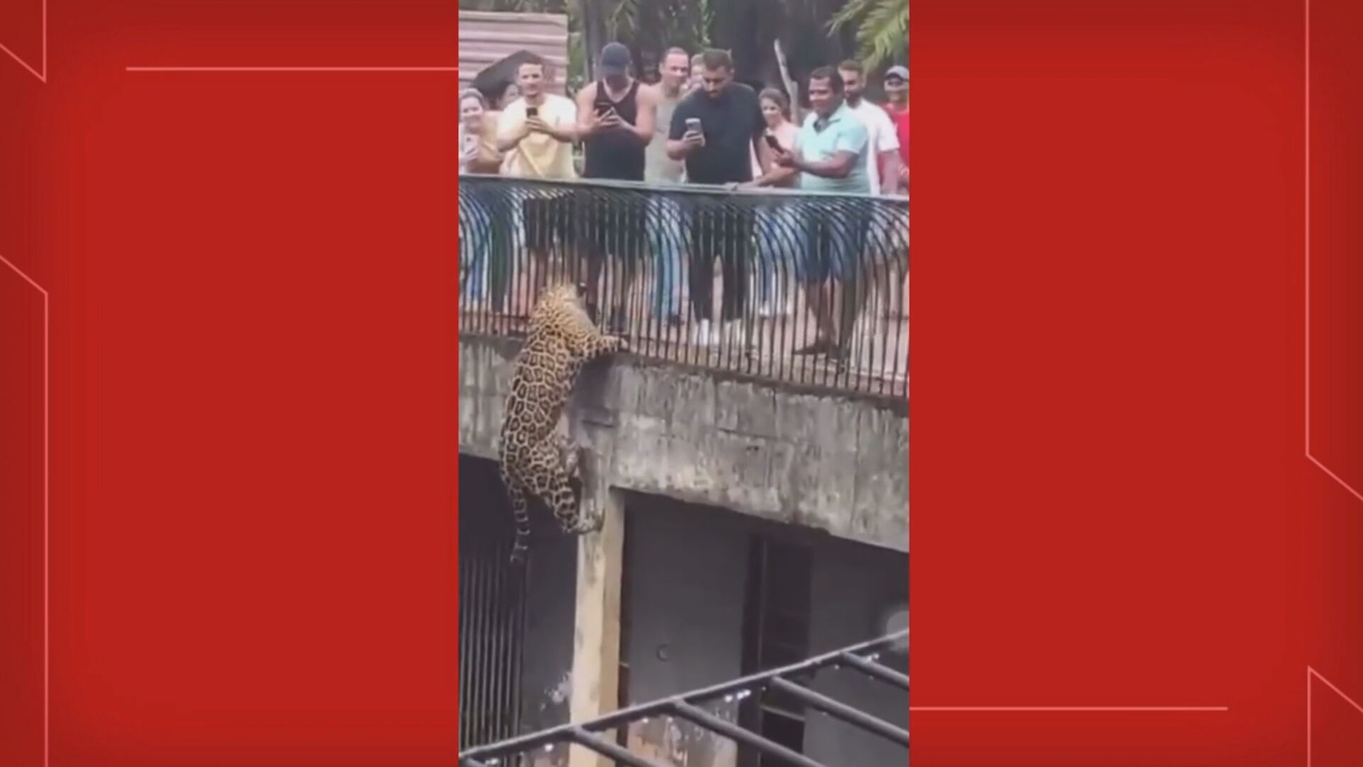 VÍDEO: onça-pintada escala parede de recinto do Zoológico de Brasília e fica frente a frente com visitantes