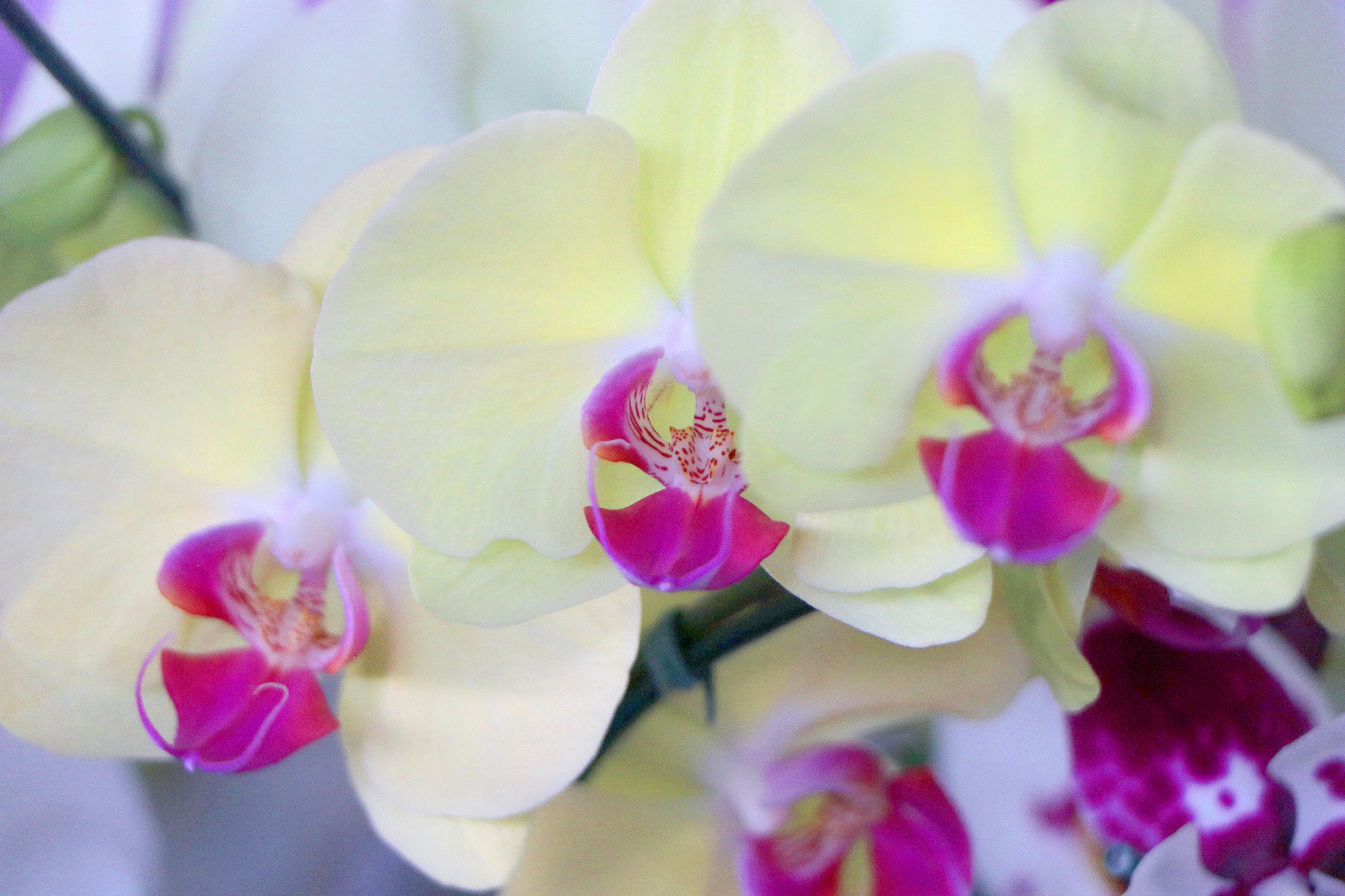 Como cultivar orquídeas