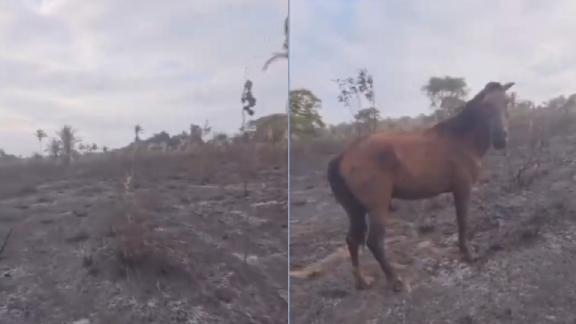 Incêndio em Sítio Novo mata 5 animais e deixa cavalo com queimaduras