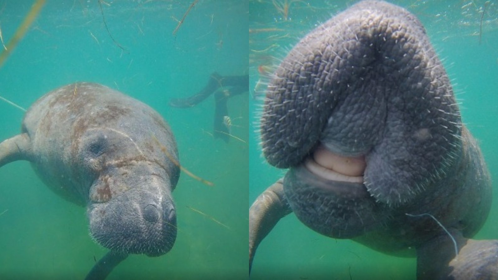 Fêmea de peixe-boi viaja cerca de 200 km de Icapuí a Fortaleza