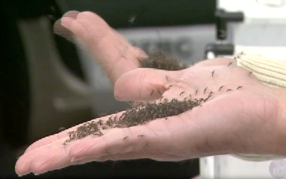 Mosquitos transgênicos 'Aedes do Bem' são soltos na região central de Piracicaba - Dengue — Foto: Reprodução/EPTV