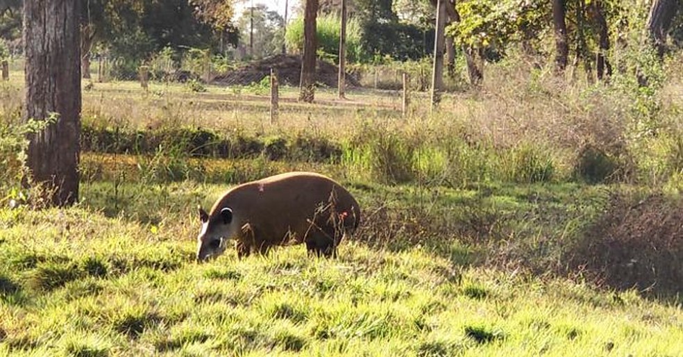 Conhecida como jardineira da floresta, a anta está na lista de espécies ameaçadas de extinção — Foto: Divulgação/Sesc Pantanal