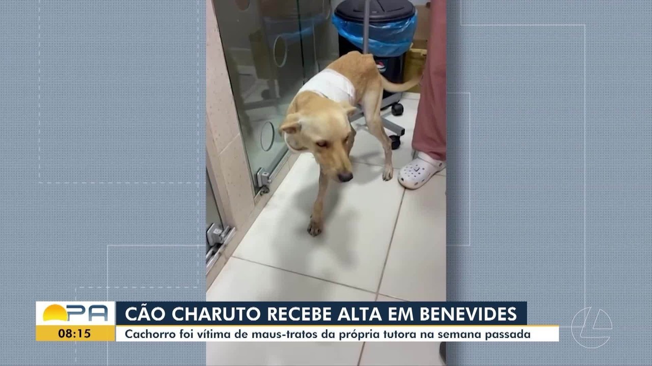 Cachorro 'Charuto' recebe alta após sofrer maus-tratos em Benevides, no Pará, e está disponível para adoção