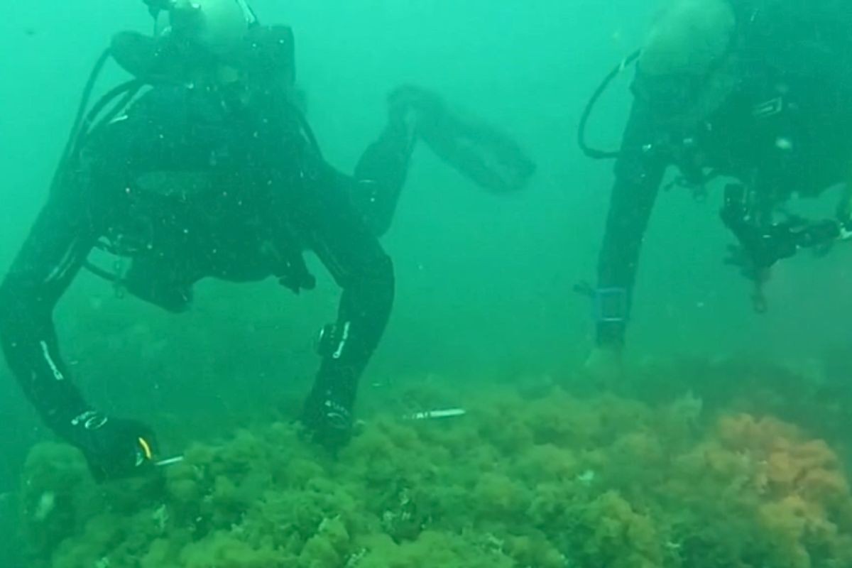 Mergulhadores encontram navio que naufragou após ataque alemão na 2ª Guerra Mundial no litoral de SP; VÍDEO
