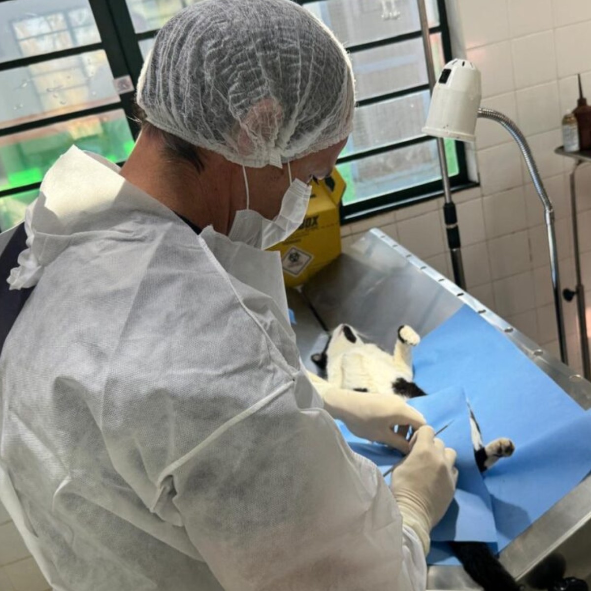 Piracicaba abre 1.500 vagas para castração gratuita de cães e gatos; veja como se inscrever 