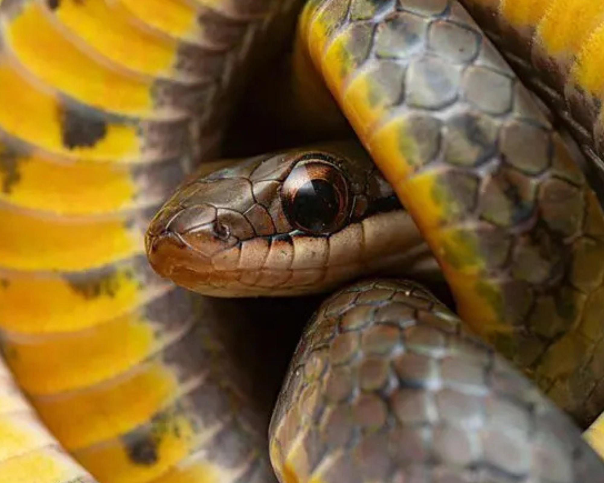 Por que alguns animais conseguem ingerir veneno e enganar a morte