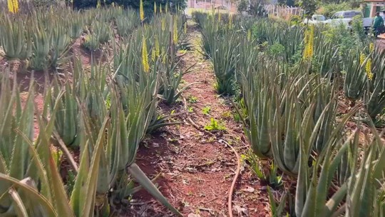 Babosa é matéria-prima para diferentes setores da indústria - Produção em Santa Cruz do Rio Pardo alia cultivo simples, processamento no local e aproveitamento integral da planta, que vai da beleza à agricultura.