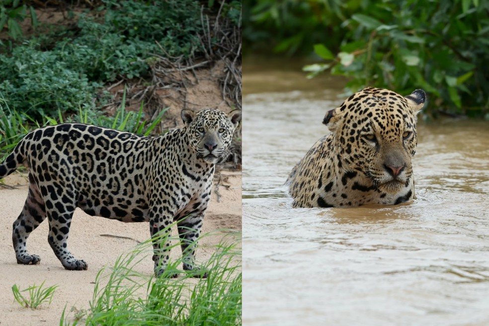 Makala (à esquerda) e Pantaneiro (à direita) no Pantanal de Mato Grosso. — Foto: Marcus Hoppe