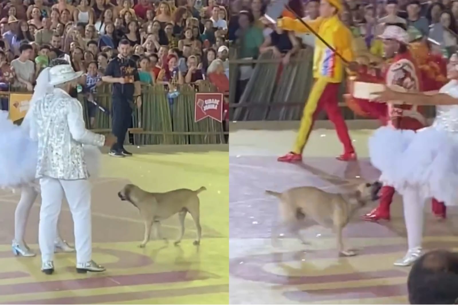 Vídeo: cachorro viraliza ao invadir apresentação junina 