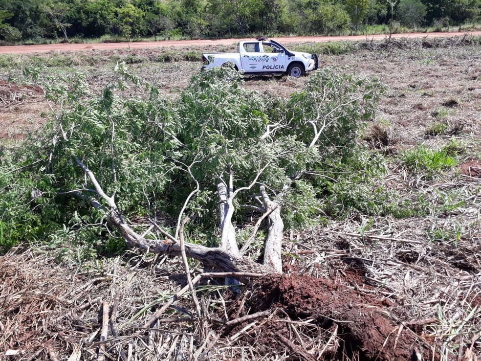 Operação Guardião das Florestas foi realizada no Oeste Paulista — Foto: Polícia Militar Ambiental