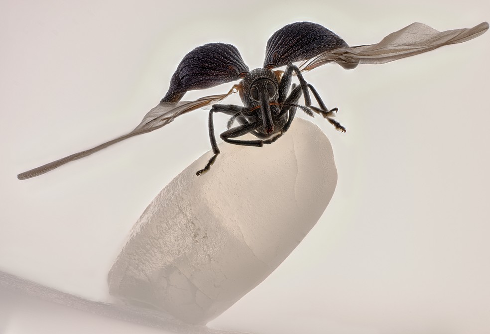 Caruncho-do-arroz sobre um grão de arroz. A imagem do chinês Zhang You venceu o Nikon Small World 2025. — Foto: Zhang You / Nikon Small World 2025