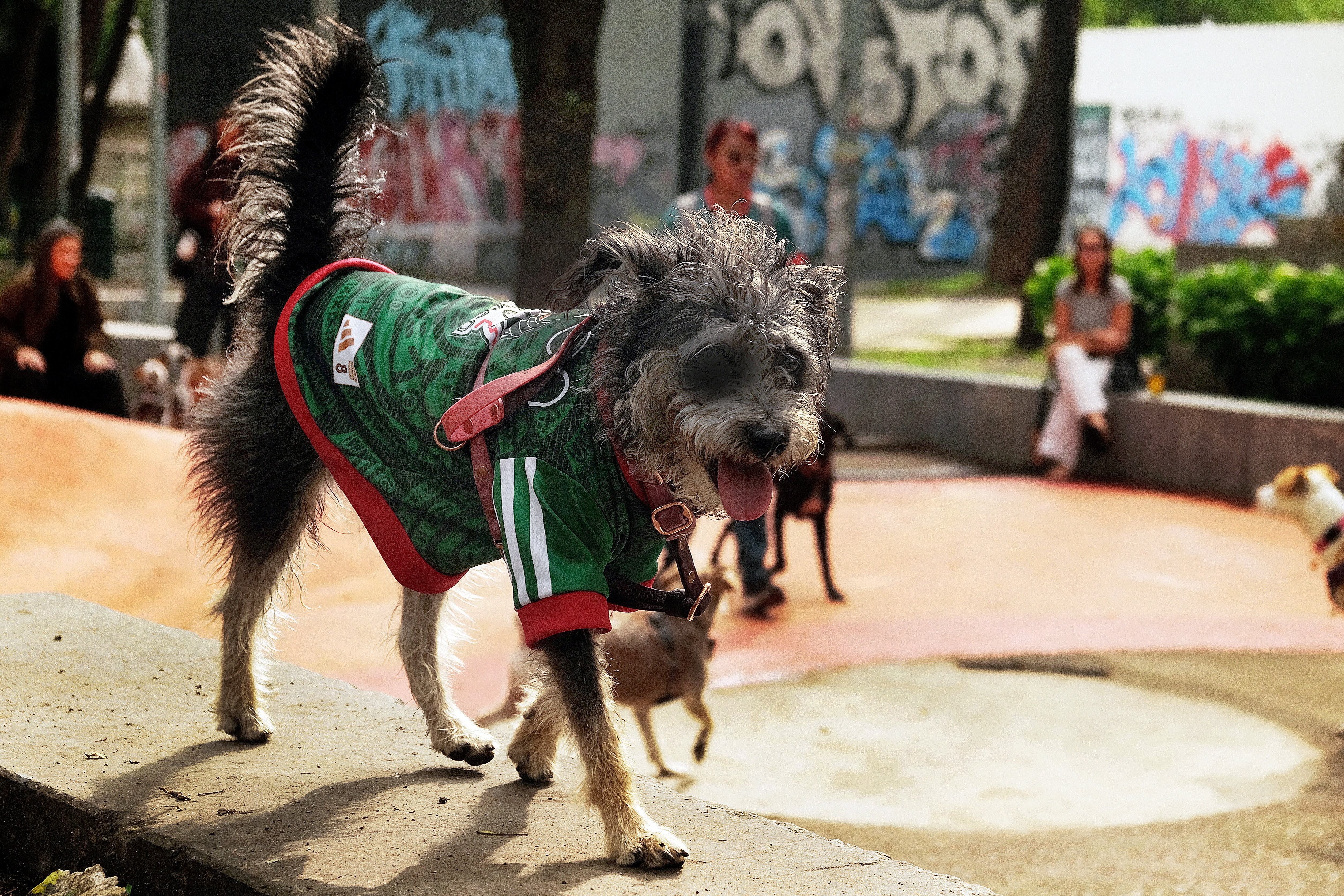 VÍDEO: pato com camisa do México chama a atenção na Copa; país teve outros 'animais torcedores'