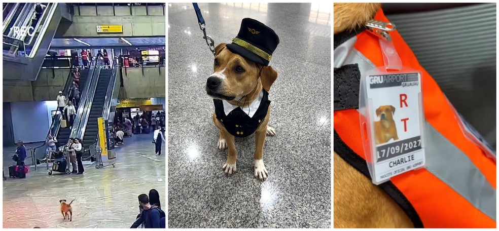 Cadela caramelo 'Charlie, mascote oficial do Aeroporto Internacional de São Paulo, em Guarulhos — Foto: Divulgação/Gru Airport