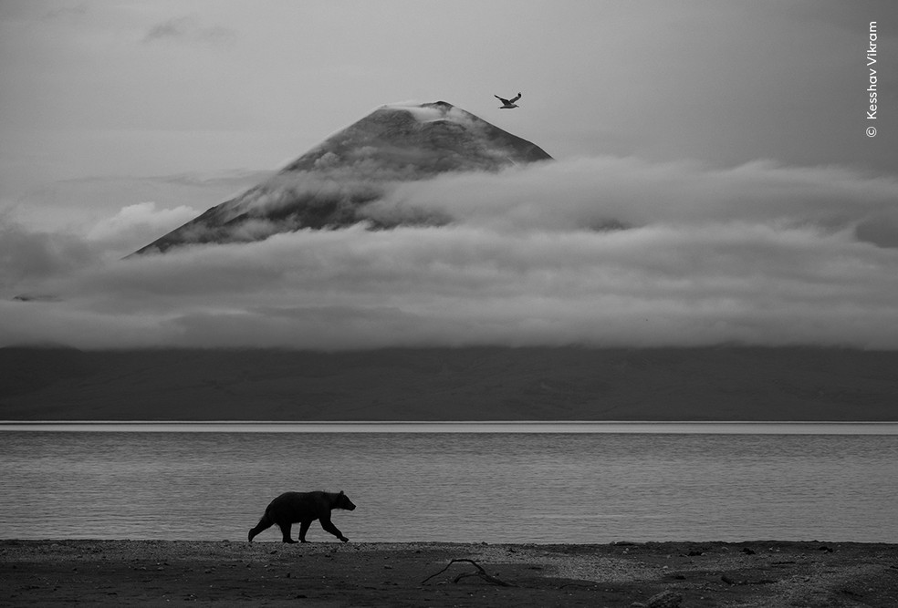 rso-pardo caminha à beira do Lago Kurile, com o vulcão Iliinsky ao fundo, na remota península de Kamchatka, extremo leste da Rússia. — Foto: Kesshav Vikram