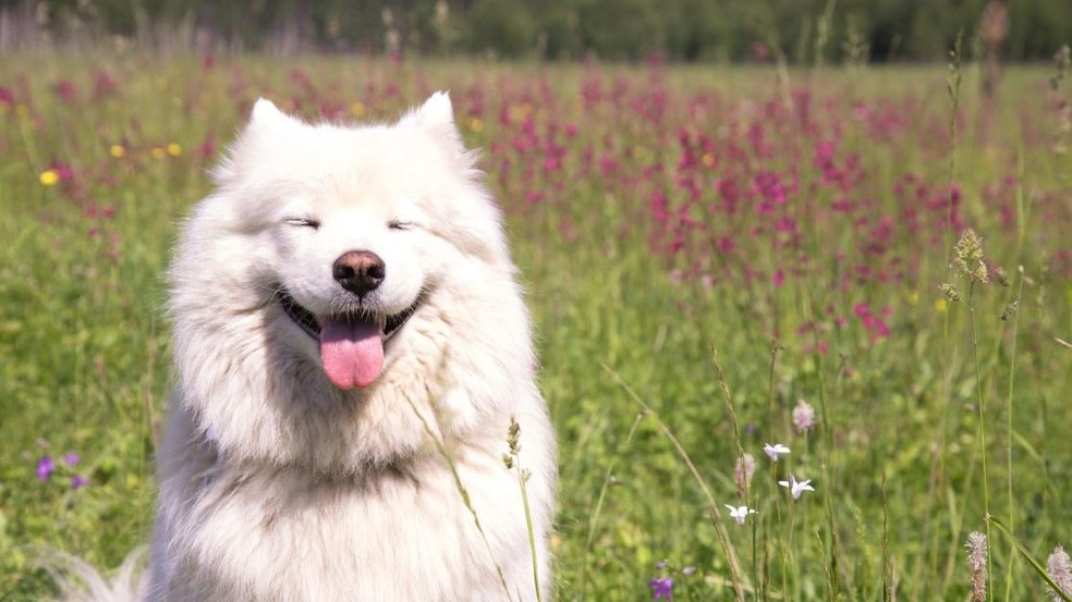 Cachorros de pelagem dupla, como o Samoieda, têm mais chances de ser acometidos pela alopecia pós-tosa — Foto: Shutterstock